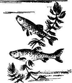 Мой живой уголок - i_016.jpg