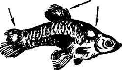 Мой живой уголок - i_024.jpg