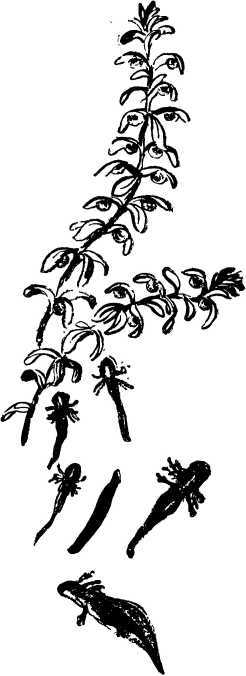 Мой живой уголок - i_026.jpg