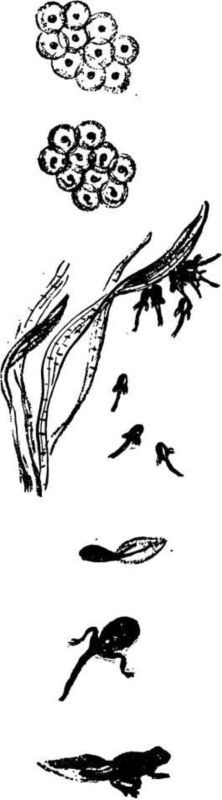 Мой живой уголок - i_028.jpg