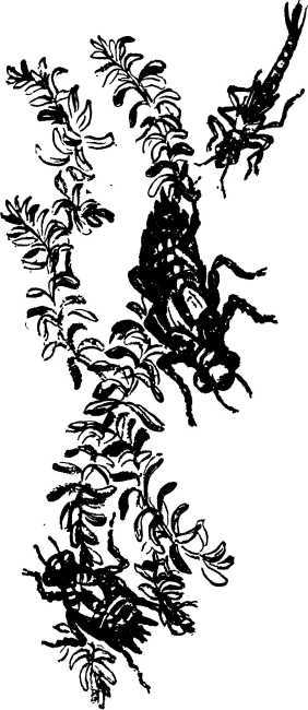 Мой живой уголок - i_031.jpg