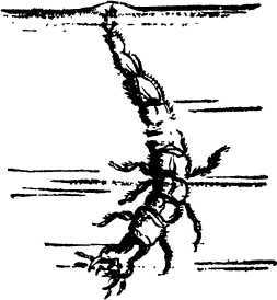 Мой живой уголок - i_039.jpg