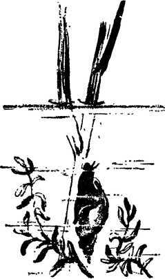 Мой живой уголок - i_040.jpg