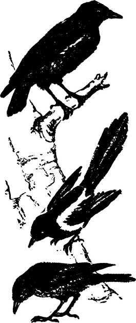 Мой живой уголок - i_075.jpg