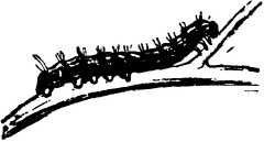 Мой живой уголок - i_097.jpg