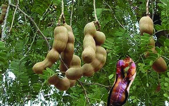 25 любимых специй - _016.jpg