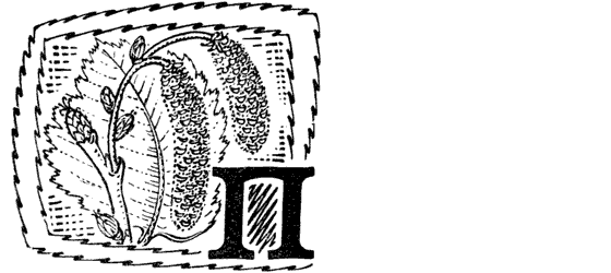 Желтая акация - i_016.png