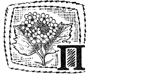 Желтая акация - i_025.png