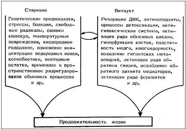 Старение и увеличение продолжительности жизни - _04.jpg