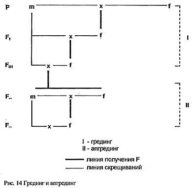 Кошки. Генетика и племенное разведение - _14.jpg