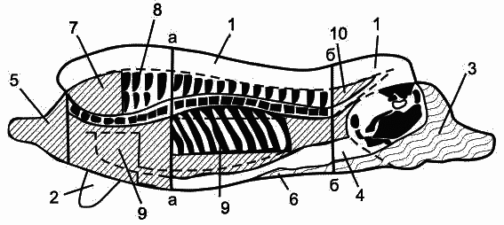 Заготавливаем птицу, мясо, рыбу. Копчение, консервирование, вяление, приготовление колбас - _05.png