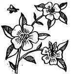 Пчелы и медицина - _04.jpg