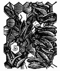 Пчелы и медицина - _06.jpg