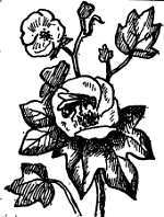 Пчелы и медицина - _08.jpg