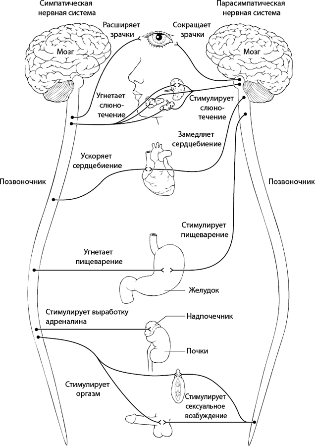 Психология стресса - _3.png
