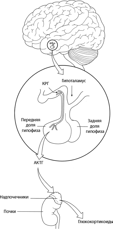 Психология стресса - _6.png