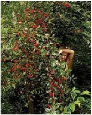 Рабочий календарь дачника, или Рабочие будни на даче - b00000059.jpg