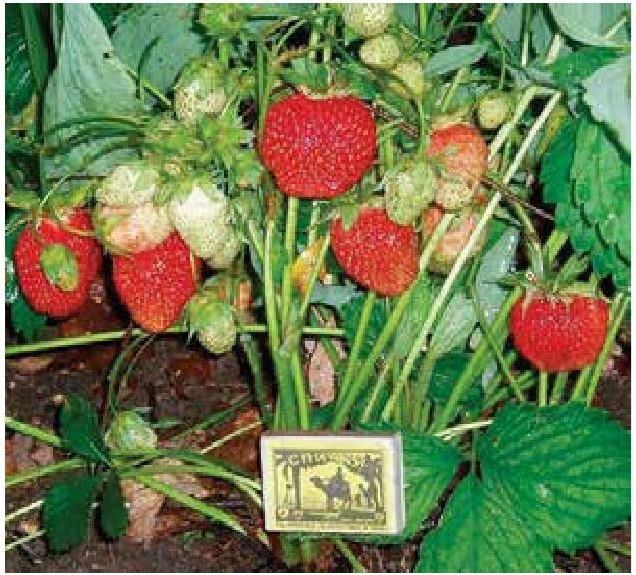 Рабочий календарь дачника, или Рабочие будни на даче - b00000123.jpg