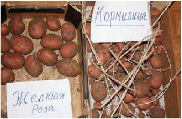 Рабочий календарь дачника, или Рабочие будни на даче - b00000346.jpg