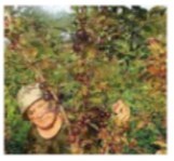 Рабочий календарь дачника, или Рабочие будни на даче - imgfbe86a9e87854c0ea4117f009e257a3f.jpg