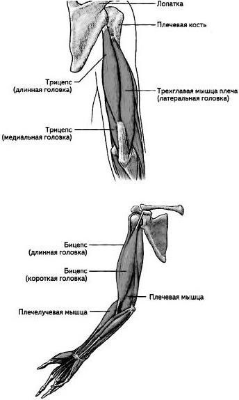 Лыжная подготовка студентов в вузе - b00000064.jpg