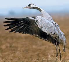 Капитан медицинской службы - _6.jpg