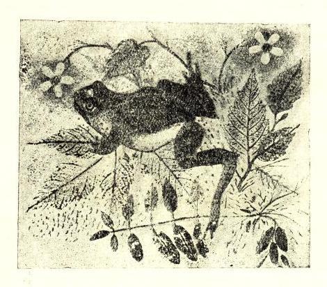 Жабка. Кіт. Собака - doc2fb_image_02000004.jpg