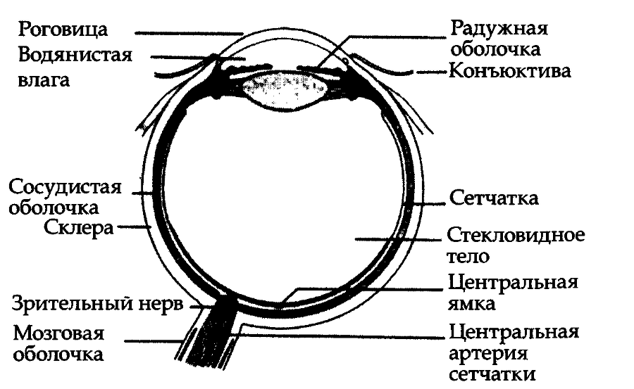 Цигун для глаз (ЛП) - img_161.png