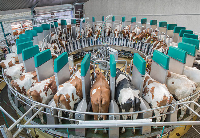 Как молоко попадает в магазин? Откуда берётся манная крупа? - _2.jpg