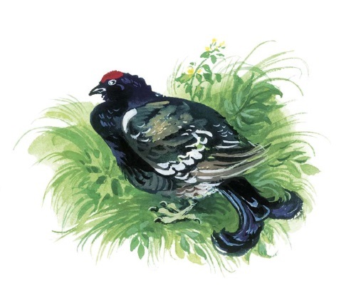 Где живёт единорог? или Зоологические истории - i_007.jpg