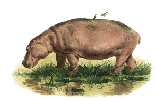 Где живёт единорог? или Зоологические истории - i_013.jpg