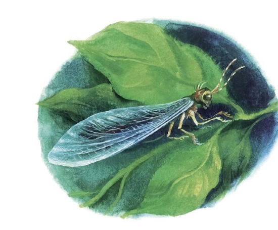 Где живёт единорог? или Зоологические истории - i_018.jpg