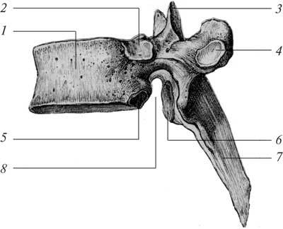Заболевания позвоночника и суставов - i_004.jpg