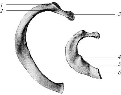 Заболевания позвоночника и суставов - i_007.jpg