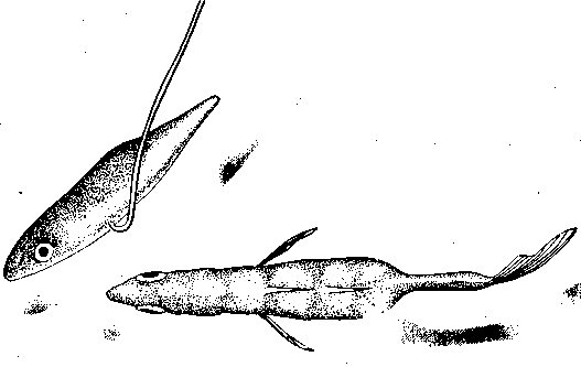 Социальное поведение животных - img_15.png