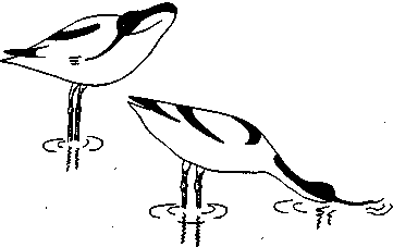 Социальное поведение животных - img_16.png