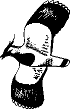 Социальное поведение животных - img_20.png