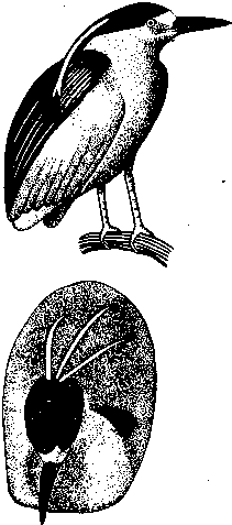 Социальное поведение животных - img_26.png