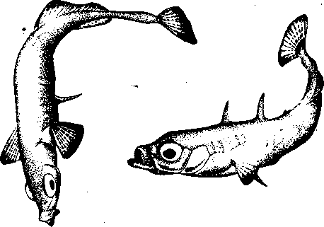 Социальное поведение животных - img_4.png