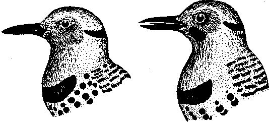 Социальное поведение животных - img_46.png