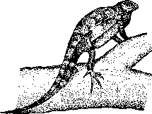 Социальное поведение животных - img_49.png