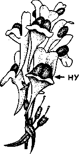 Социальное поведение животных - img_60.png
