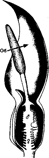 Социальное поведение животных - img_63.png