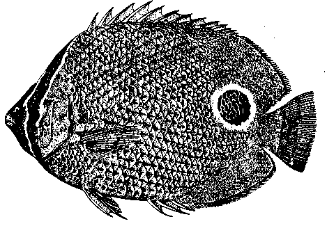 Социальное поведение животных - img_64.png