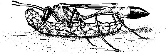 Социальное поведение животных - img_65.png