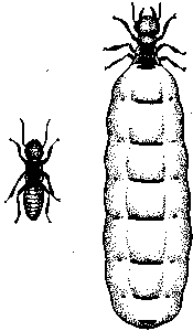 Социальное поведение животных - img_66.png