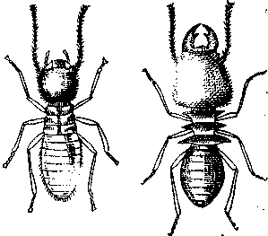 Социальное поведение животных - img_68.png