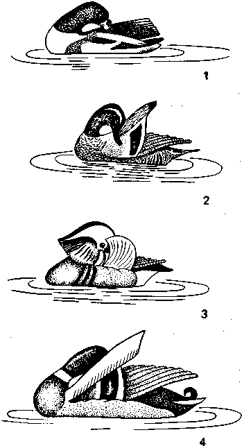 Социальное поведение животных - img_70.png