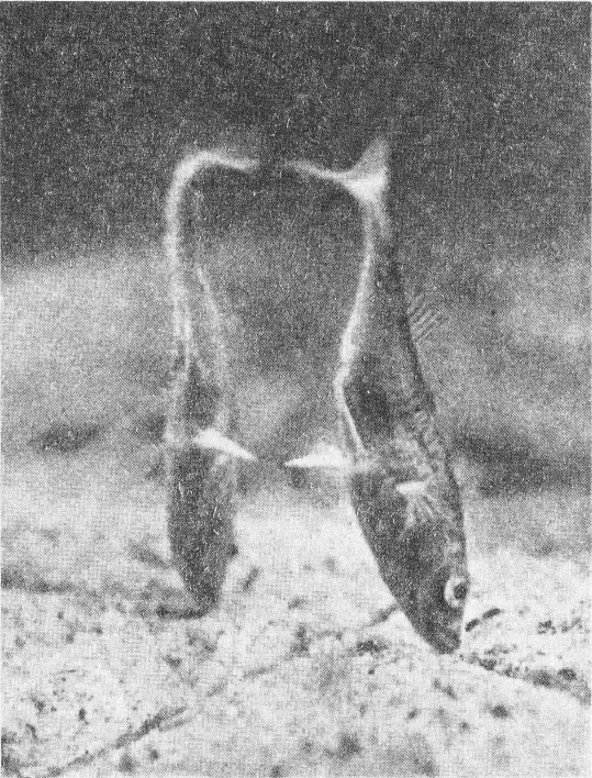 Социальное поведение животных - img_71.png