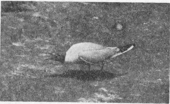 Социальное поведение животных - img_72.png